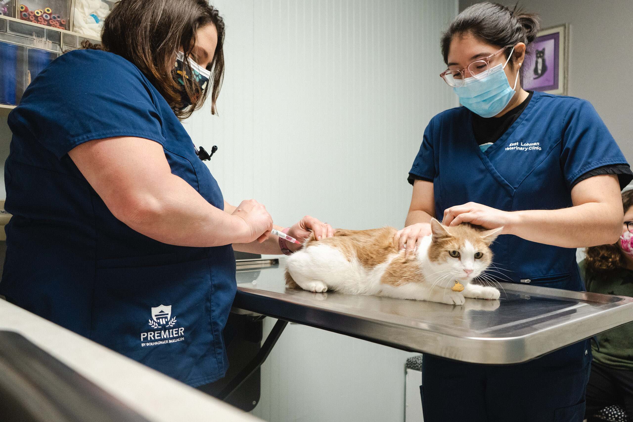 Dr. Ross injecting a needle into a cat